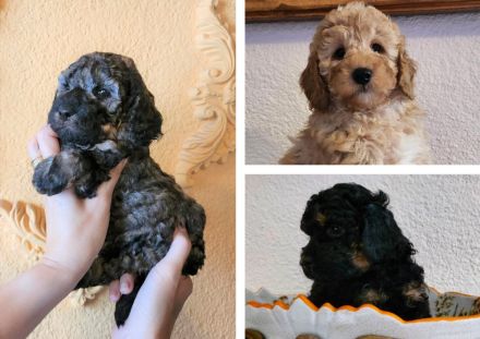 Cockapoo / Goldendoodle Welpen, (ähnlich Kleinpudel Hybriden, Cavapoo, Maltipoo)