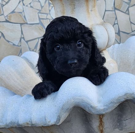 Cockapoo / Goldendoodle Welpen, (ähnlich Kleinpudel Hybriden, Cavapoo, Maltipoo)