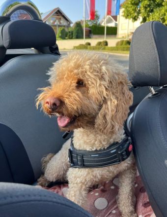 Cockapoo / Goldendoodle Welpen, (ähnlich Kleinpudel Hybriden, Cavapoo, Maltipoo)
