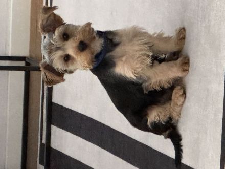Verspielter Yorkshire Terrier Welpe sucht verantwortungsvolles Zuhause