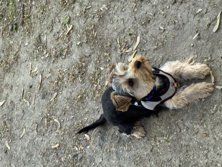 Verspielter Yorkshire Terrier Welpe sucht verantwortungsvolles Zuhause