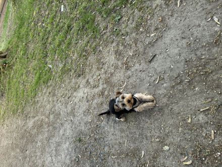 Verspielter Yorkshire Terrier Welpe sucht verantwortungsvolles Zuhause