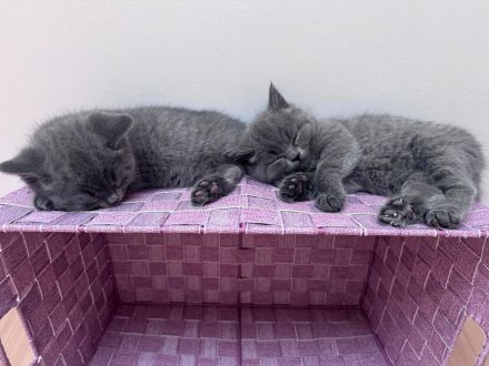 BKH Kitten reinrassig