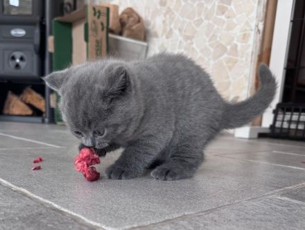 BKH Kitten reinrassig