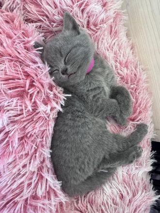 BKH Kitten reinrassig