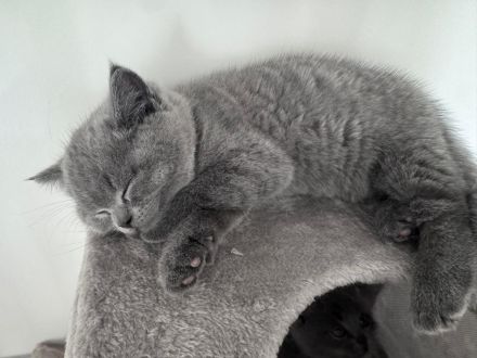 BKH Kitten reinrassig