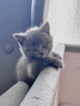 BKH Kitten reinrassig