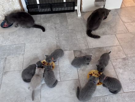 BKH Kitten reinrassig