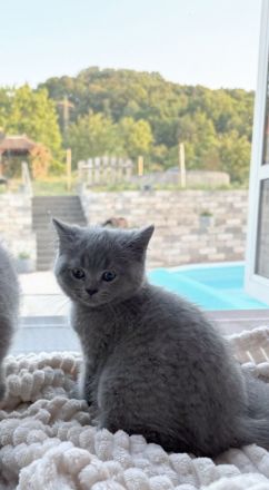 Noch 1 Britisch Kurzhaar Kater (11 Wochen alt) in 1 Woche abzugeben