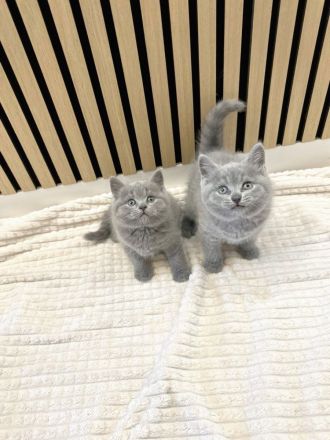 Noch 1 Britisch Kurzhaar Kater (11 Wochen alt) in 1 Woche abzugeben