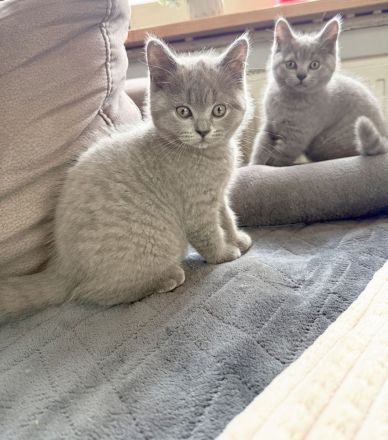 Noch 1 Britisch Kurzhaar Kater (11 Wochen alt) in 1 Woche abzugeben