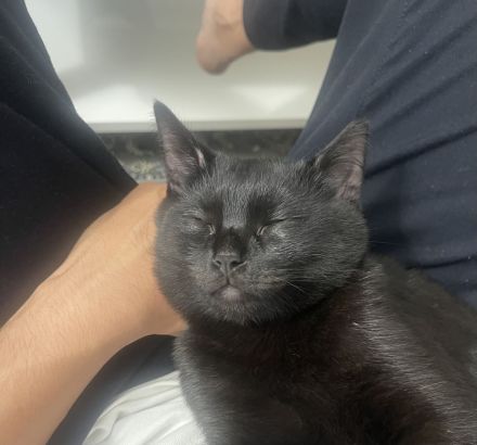 BKH Kater abzugeben – geimpft & kastriert