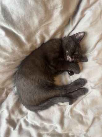 BKH Kater abzugeben – geimpft & kastriert