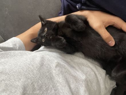 BKH Kater abzugeben – geimpft & kastriert