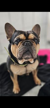 Französische bulldogge