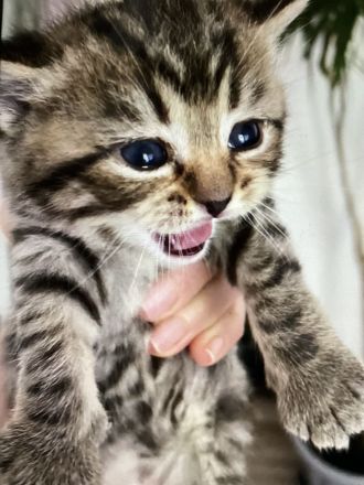BKH Kitten Silver Tabby reinrassig