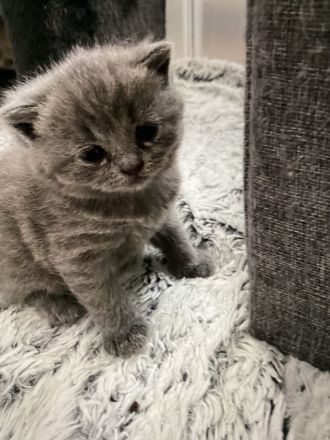 BKH Kitten Silver Tabby reinrassig