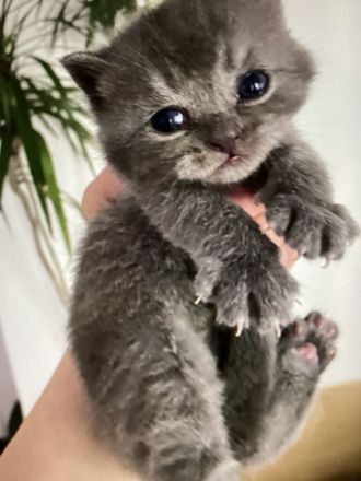 BKH Kitten Silver Tabby reinrassig