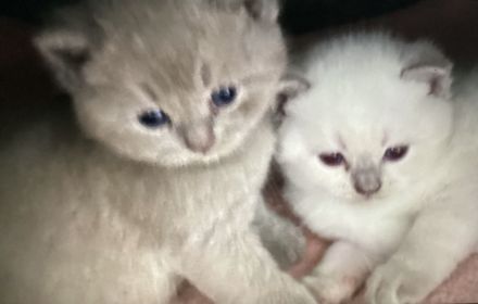 BKH Kitten Silver Tabby reinrassig