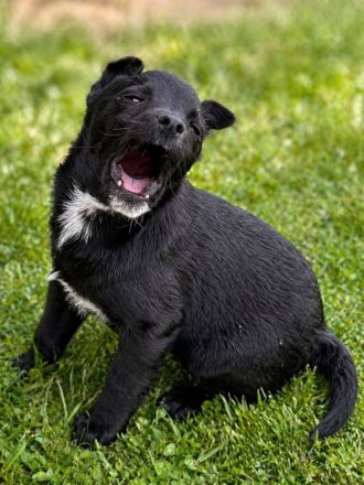 Pavo - kleiner fröhlicher Schmusehund