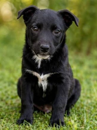 Pavo - kleiner fröhlicher Schmusehund