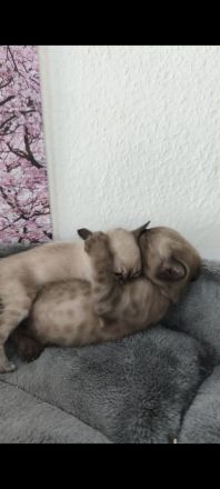 Reinrassige Bengal Snow Kitten mit Stammbaum