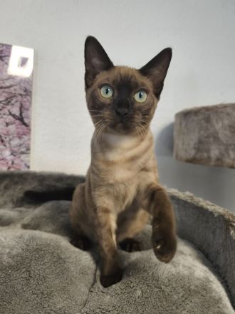 Reinrassige Bengal Snow Kitten mit Stammbaum