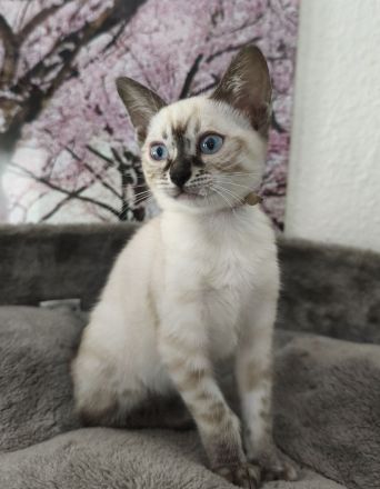 Reinrassige Bengal Snow Kitten mit Stammbaum