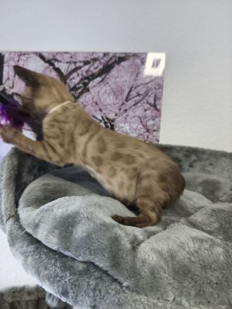 Reinrassige Bengal Snow Kitten mit Stammbaum