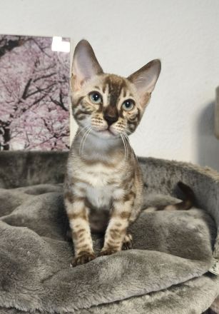 Reinrassige Bengal Snow Kitten mit Stammbaum