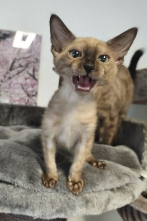 Reinrassige Bengal Snow Kitten mit Stammbaum