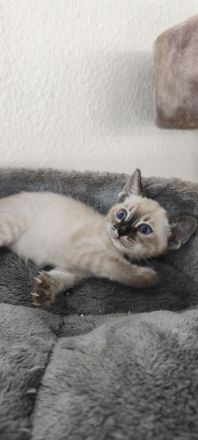 Reinrassige Bengal Snow Kitten mit Stammbaum