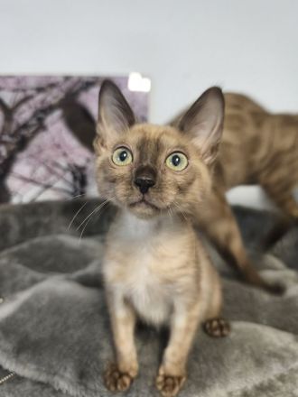 Reinrassige Bengal Snow Kitten mit Stammbaum