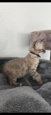 Reinrassige Bengal Snow Kitten mit Stammbaum