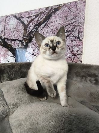 Reinrassige Bengal Snow Kitten mit Stammbaum
