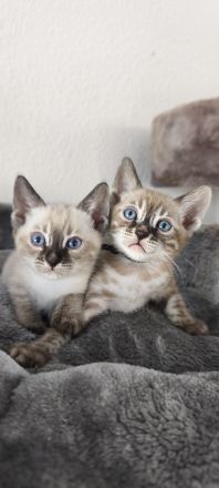 Reinrassige Bengal Snow Kitten mit Stammbaum