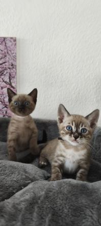 Reinrassige Bengal Snow Kitten mit Stammbaum
