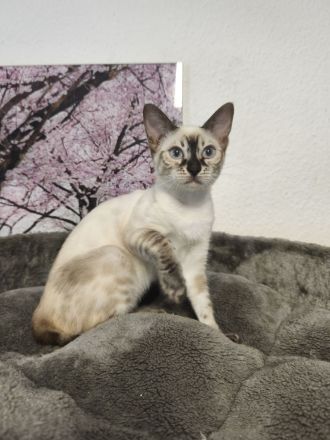 Reinrassige Bengal Snow Kitten mit Stammbaum