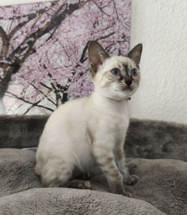 Reinrassige Bengal Snow Kitten mit Stammbaum