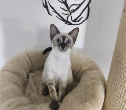 Reinrassige Bengal Snow Kitten mit Stammbaum