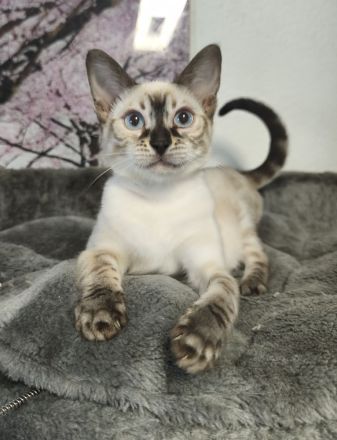 Reinrassige Bengal Snow Kitten mit Stammbaum