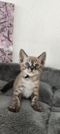 Reinrassige Bengal Snow Kitten mit Stammbaum