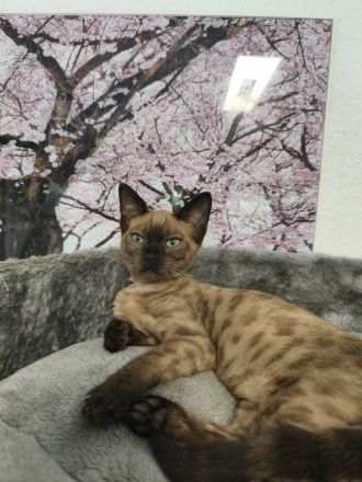 Reinrassige Bengal Snow Kitten mit Stammbaum
