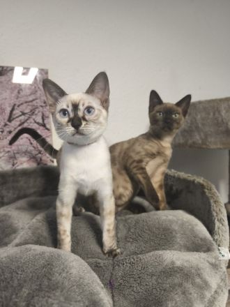 Reinrassige Bengal Snow Kitten mit Stammbaum