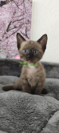 Reinrassige Bengal Snow Kitten mit Stammbaum