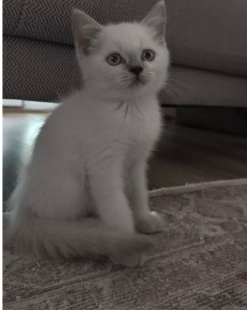 🐾 Wunderschöne BKH Kitten-Dame sucht liebevolles Zuhause 🐾