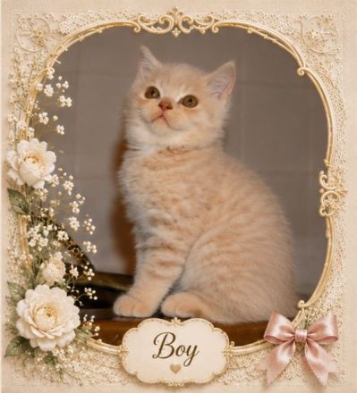 Wunderschöne Bkh Kitten/Jungkatzen