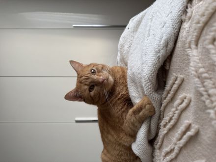 Rothaarige Kater abzugeben