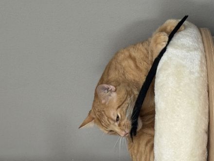 Rothaarige Kater abzugeben