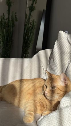 Rothaarige Kater abzugeben